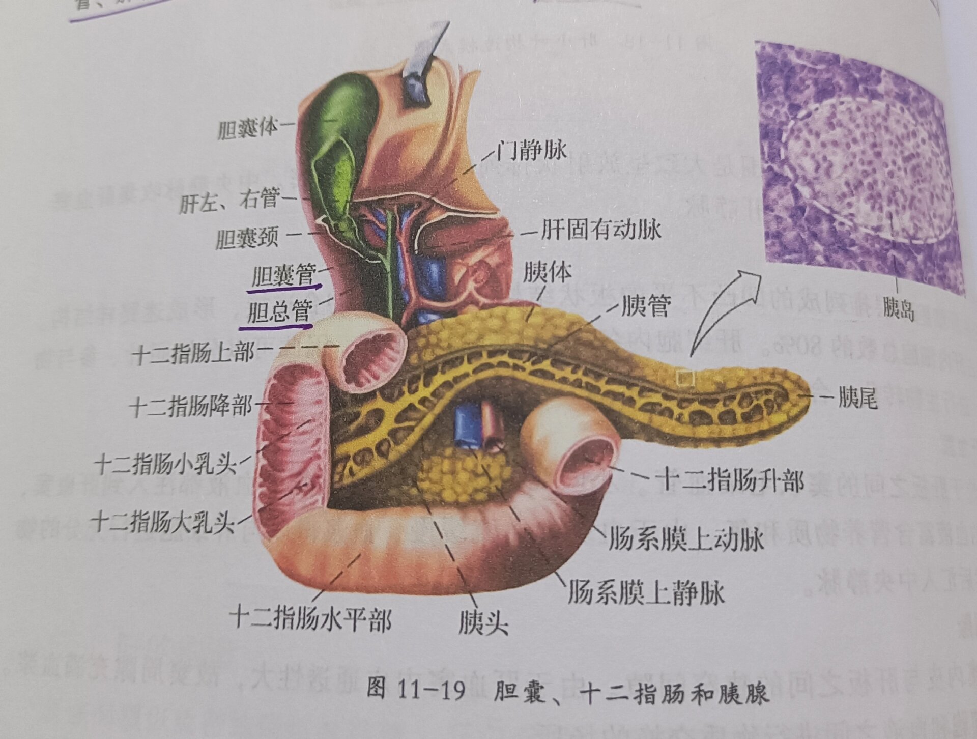 各器官体表投影表格图片