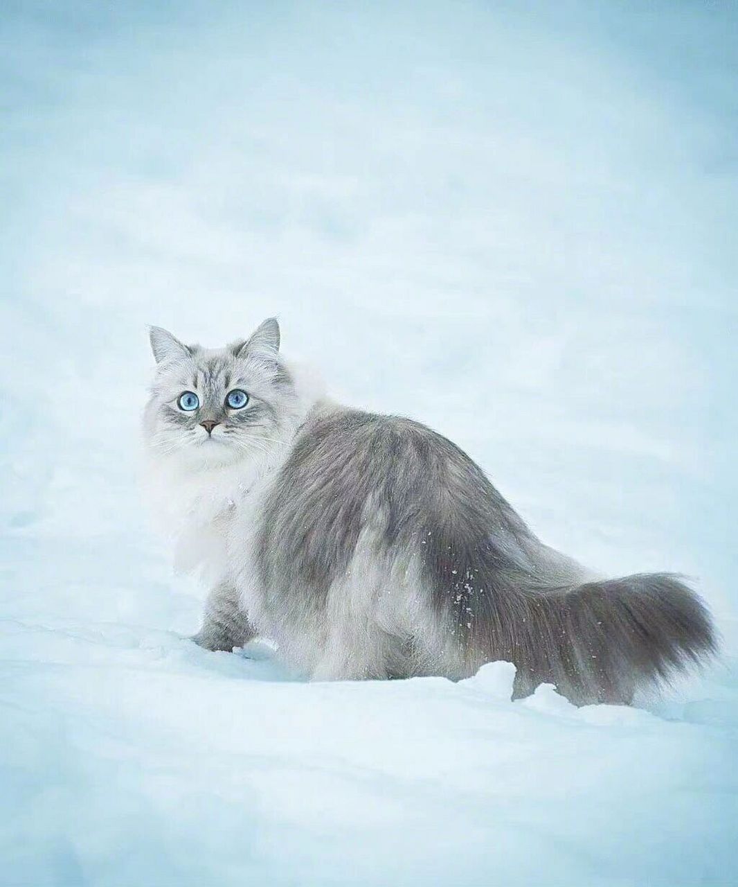 西伯利亚森林猫拉雪橇图片