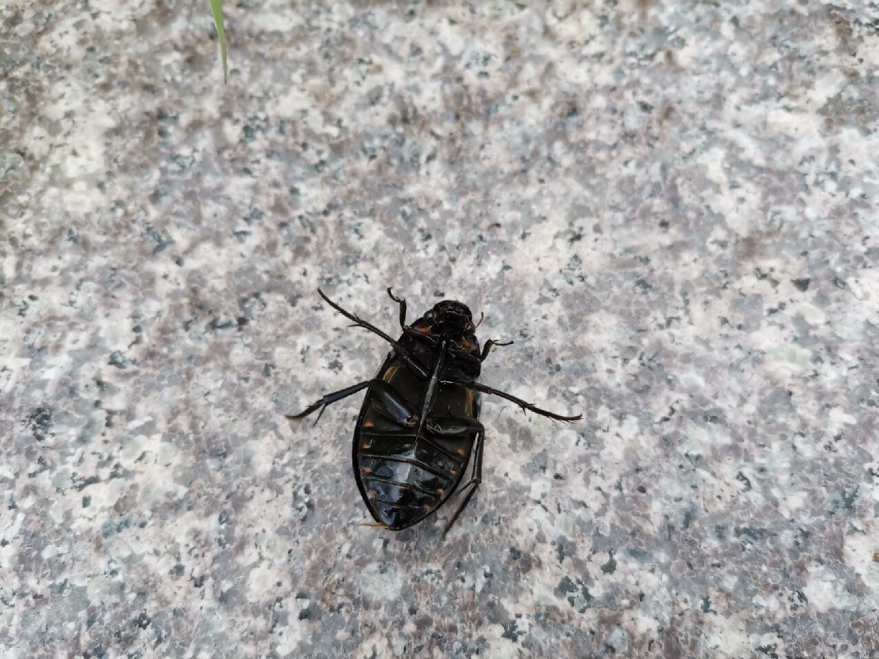 夏日昆虫|91龙虱