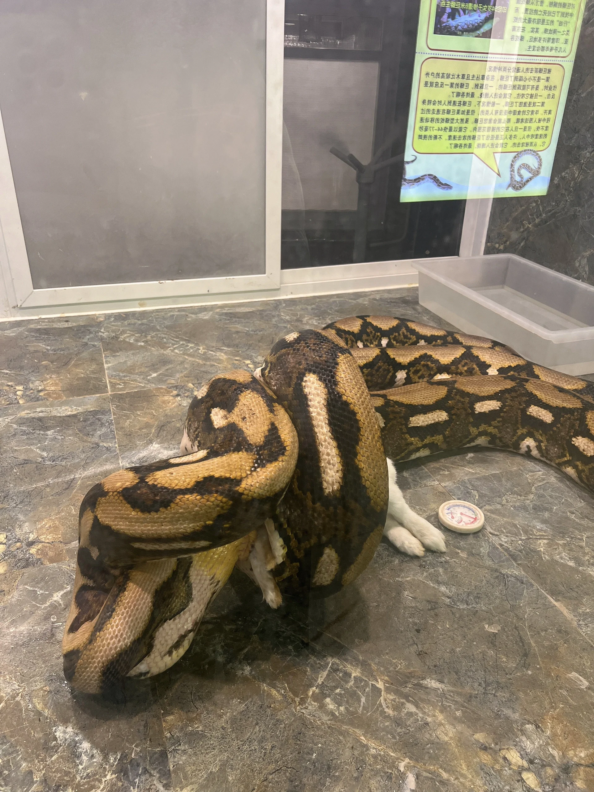 第一次看蟒蛇吃动物