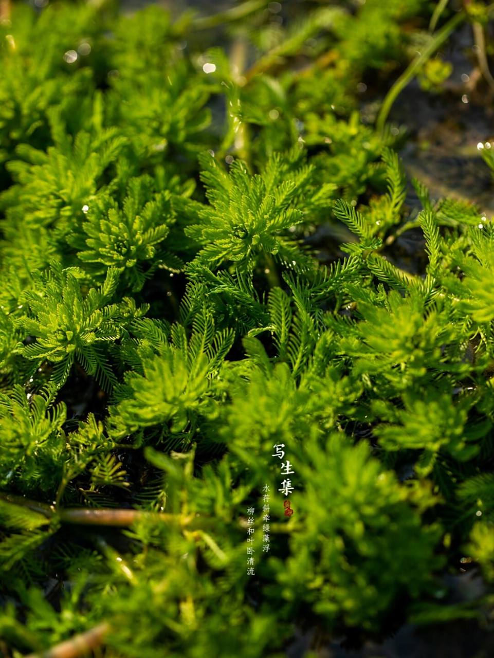 狐尾藻|写生素材|冬日寻花 水荇斜牵绿藻浮, 柳丝和叶卧清流.