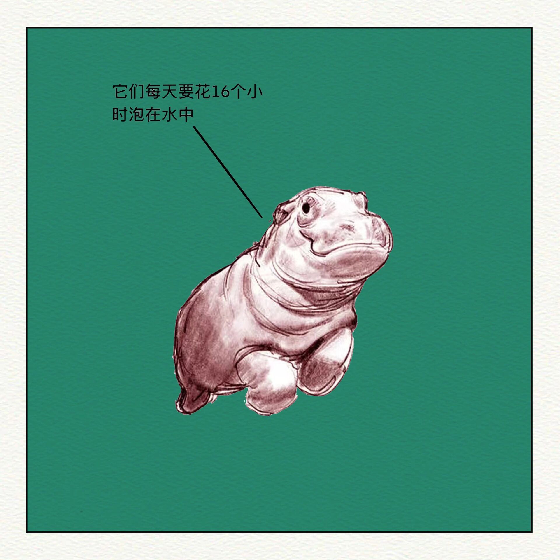 手绘-河马 11566河马学名(hippopotamus amphibius),是陆地上体型