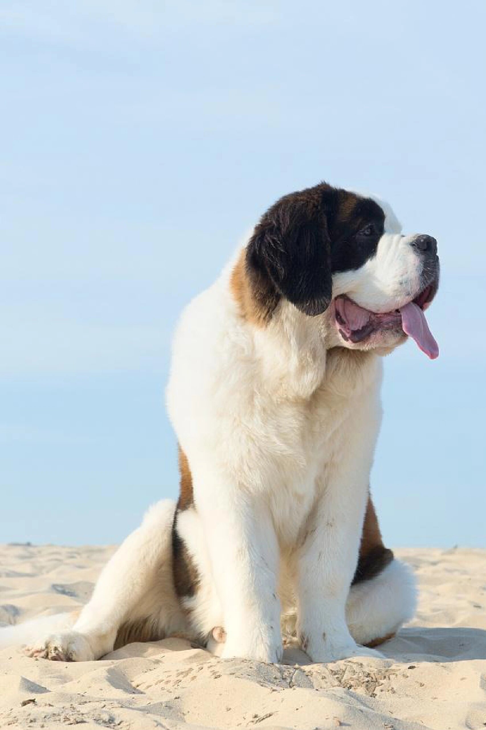 长毛圣伯纳犬图片图片