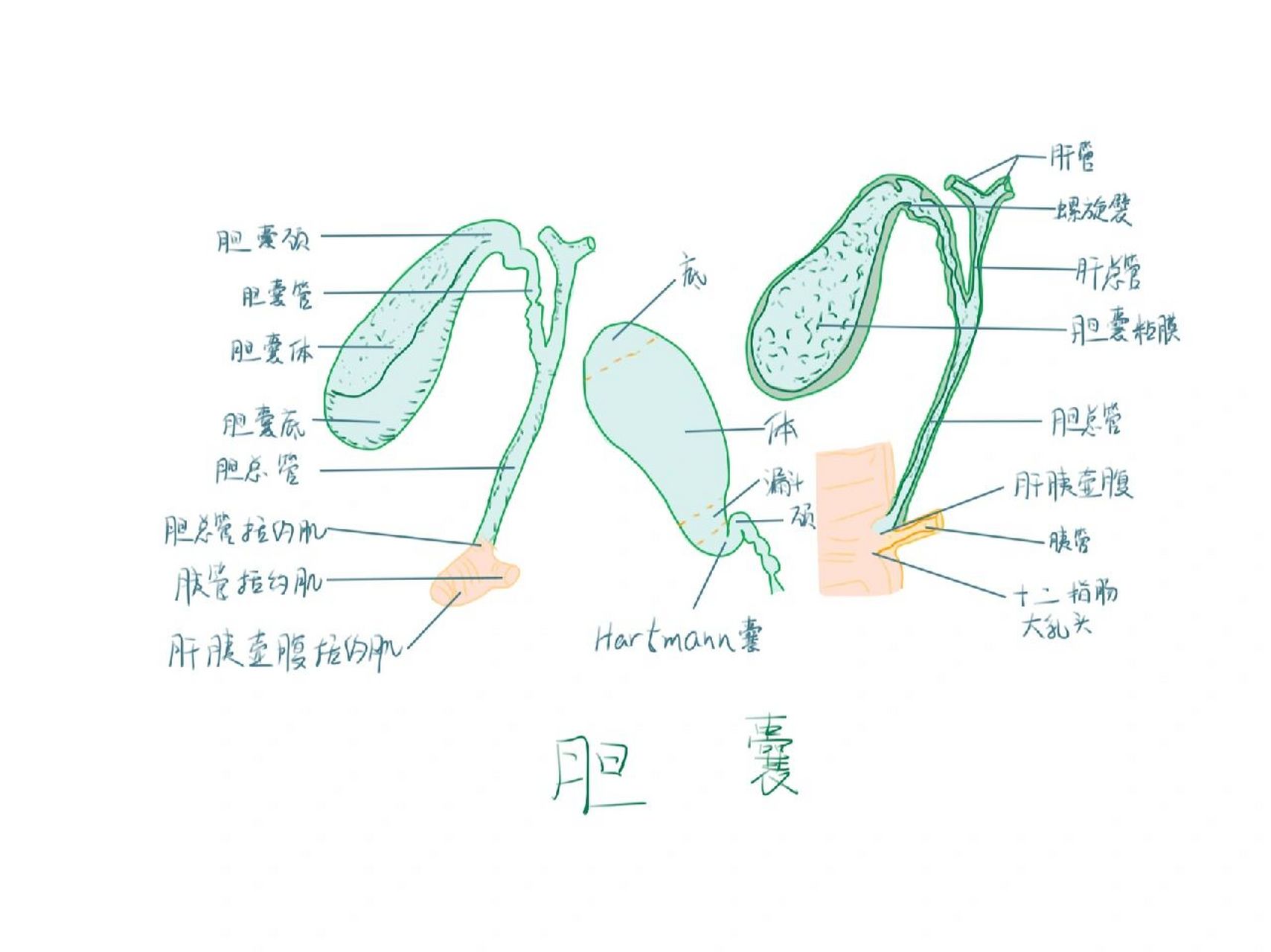 手绘胆囊解剖图 ps:肺部分段解剖后续会更.笔记总体不定时更新