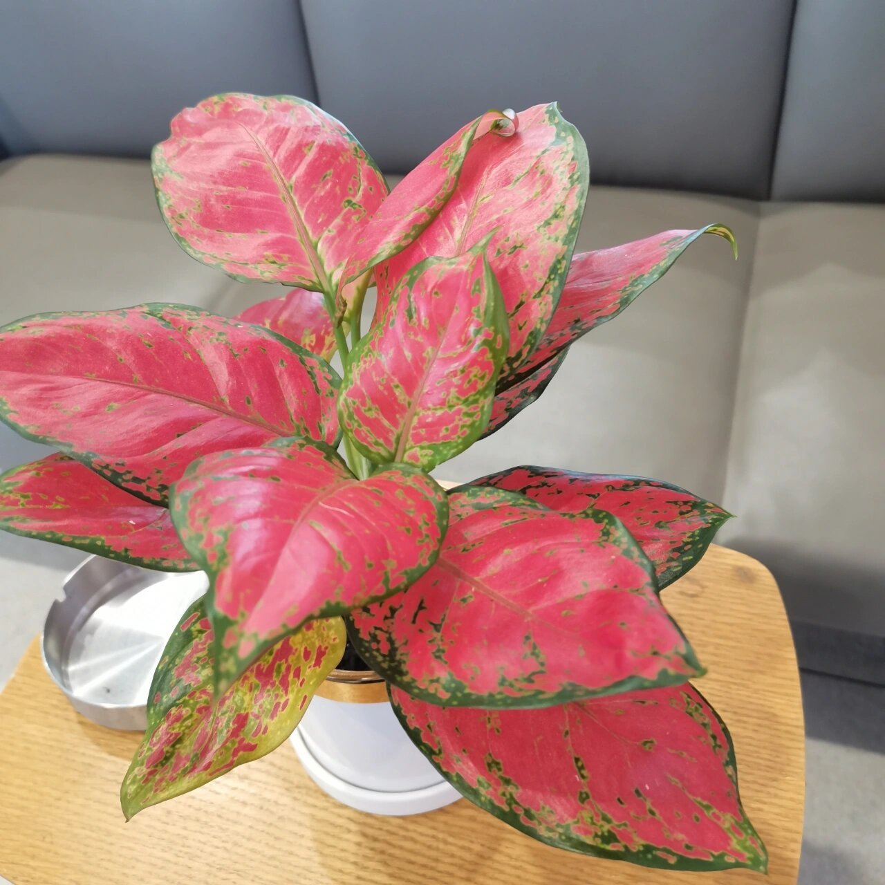 大麦町细斑粗肋草的彩色叶片具有较高的观赏价值,这种植物喜欢间接光