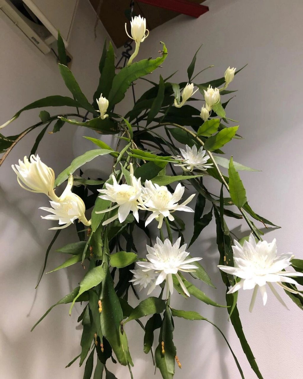 植物大赏|小叶昙花(姬月下美人) 昙花珍贵在于昙花一现,夜开昼合,花期