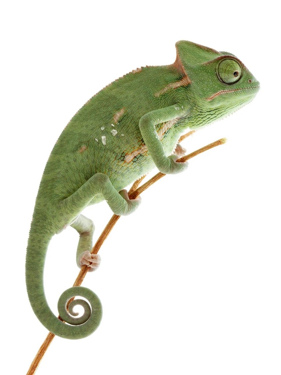 写生素材变色龙