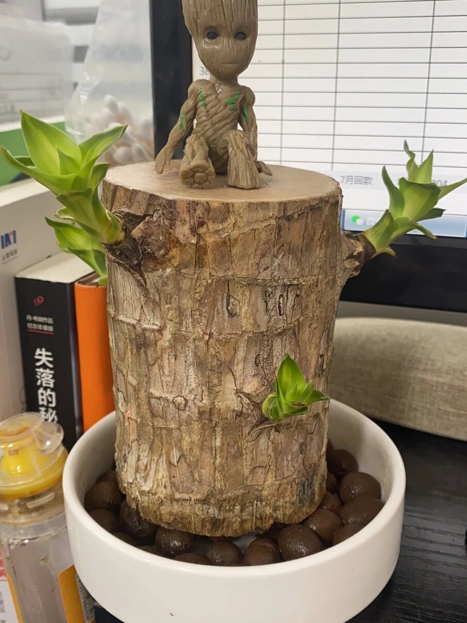 事实证明巴西木是可以发芽的