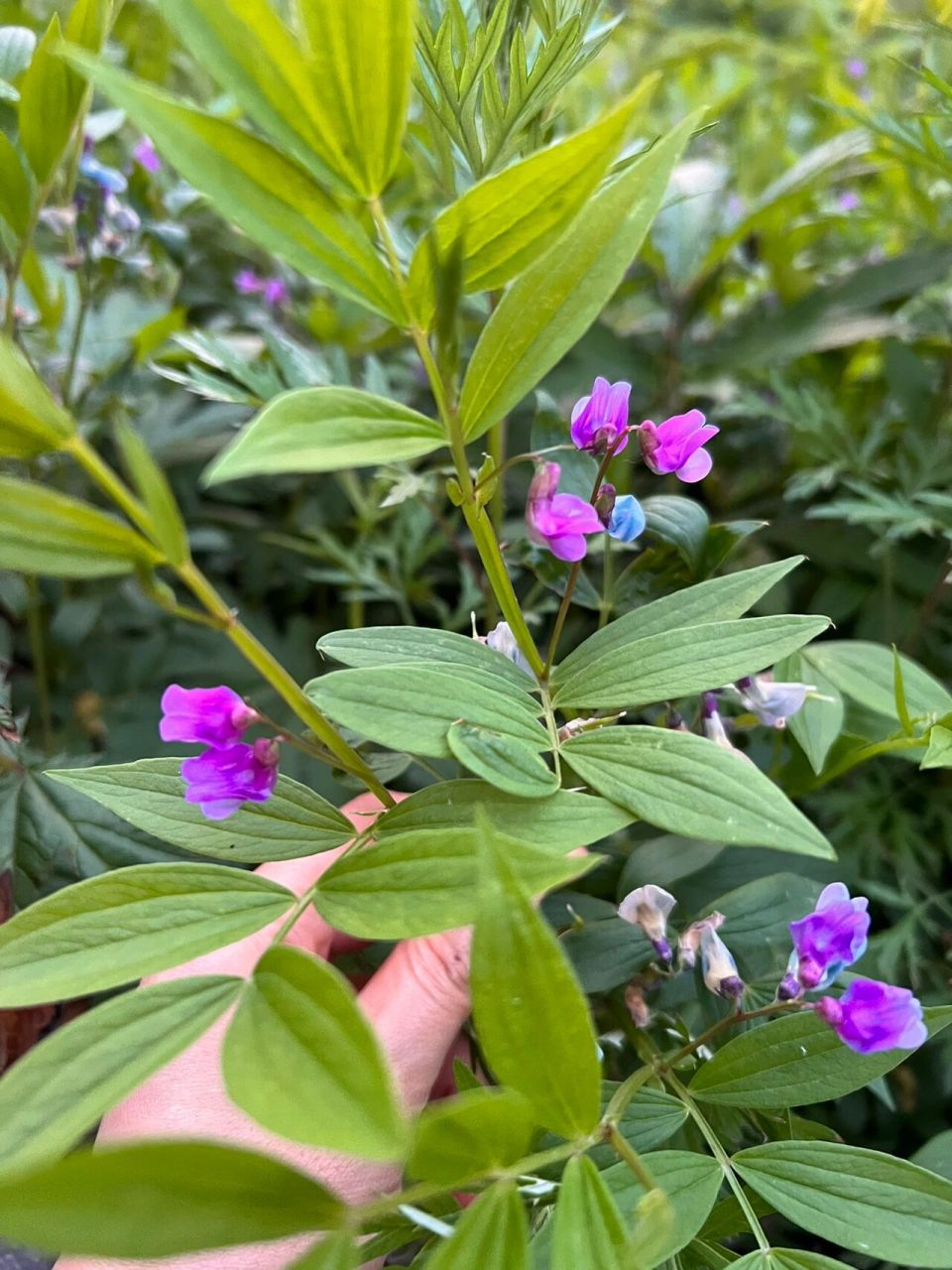 东北路边的那些野花——山黧豆 山黧豆是地球上最古老的植物之一.
