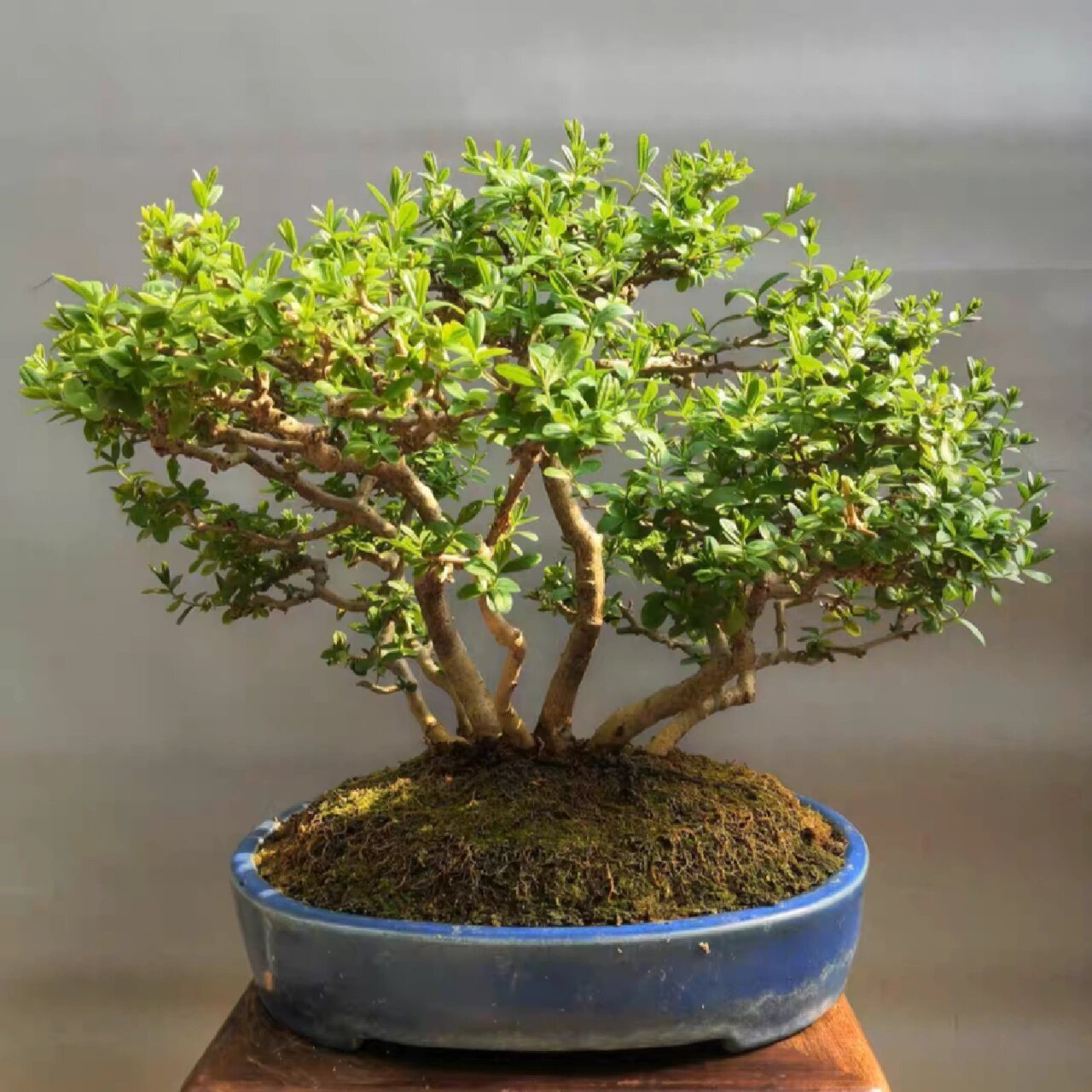 水蜡 日本水蜡盆景,一本多杆,根脚好,出枝好,树型美观.