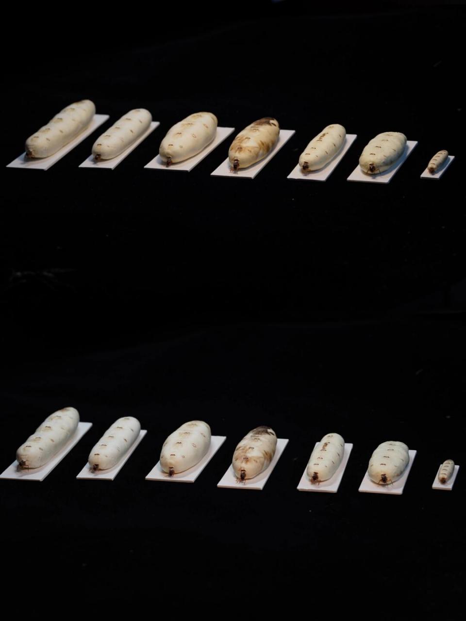 图四非洲勇猛大白蚁 macrotermes bellicosus(世界上最大的白蚁蚁后