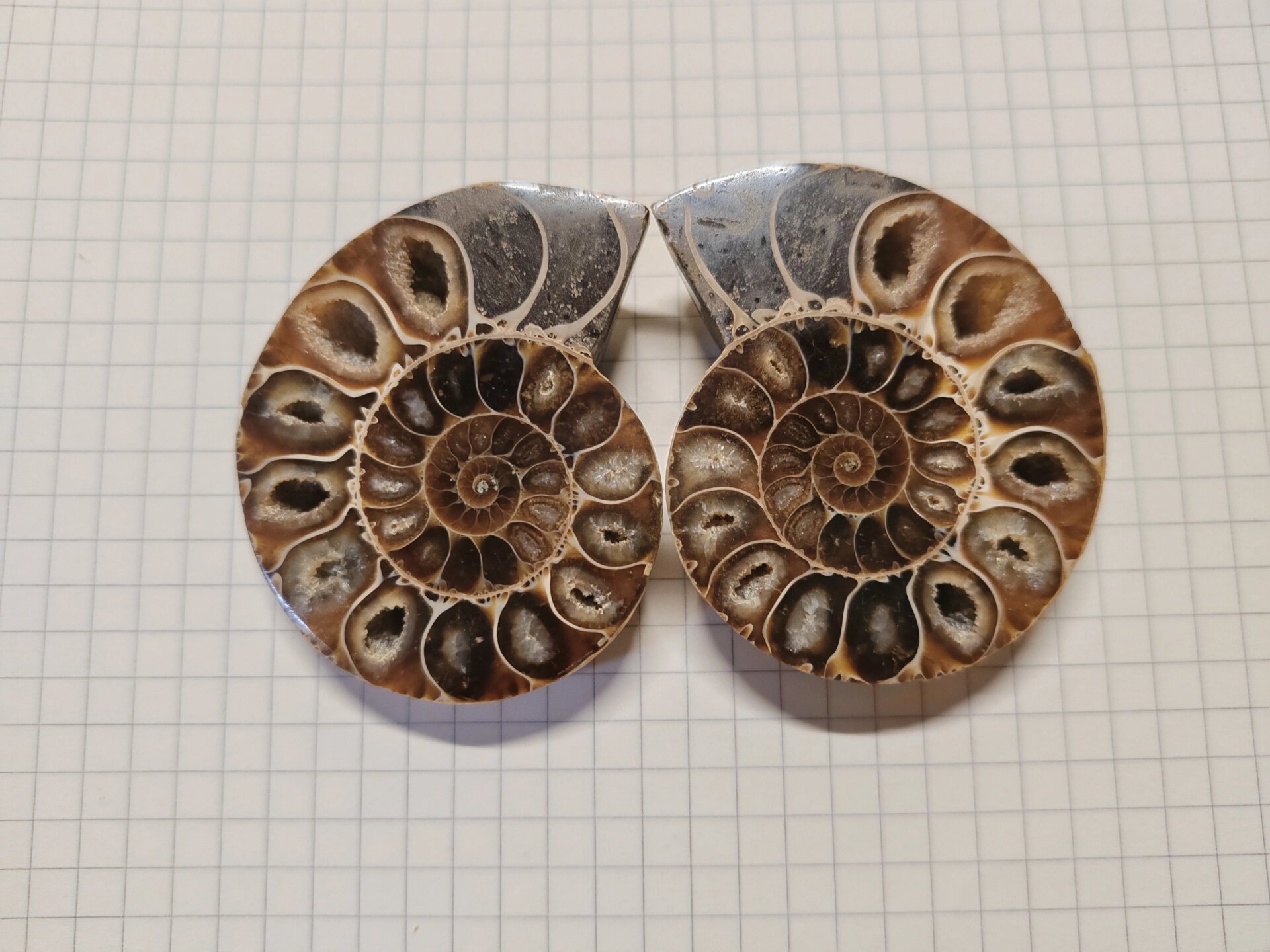 玉化螺化石 平平无奇的螺化石 商品名玉化螺化石 学名:cleoniceras