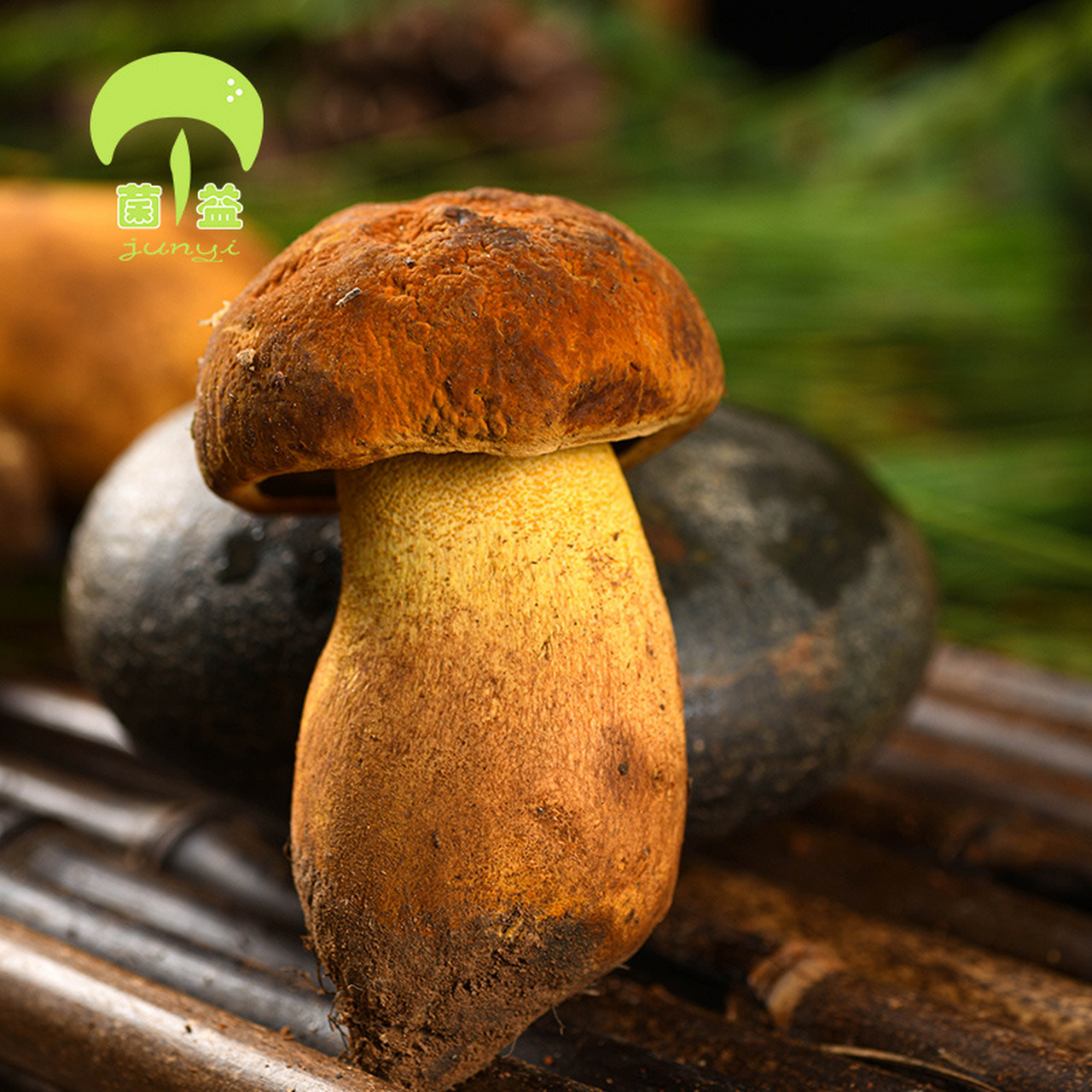 黄牛肝菌的营养价值 牛肝菌含有人体必需的8种氨基酸,还含有腺膘呤