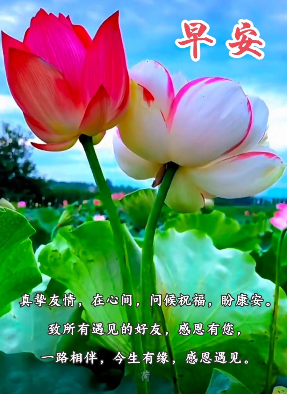 早上好 真挚友情,在心间,问候祝福,盼康安 致所有遇见的好友,感恩有您