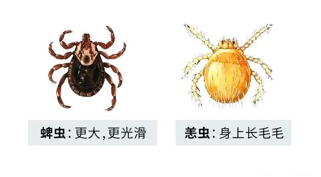 恙虫和蜱虫是有区别的,蜱虫是光滑的,恙虫有毛毛