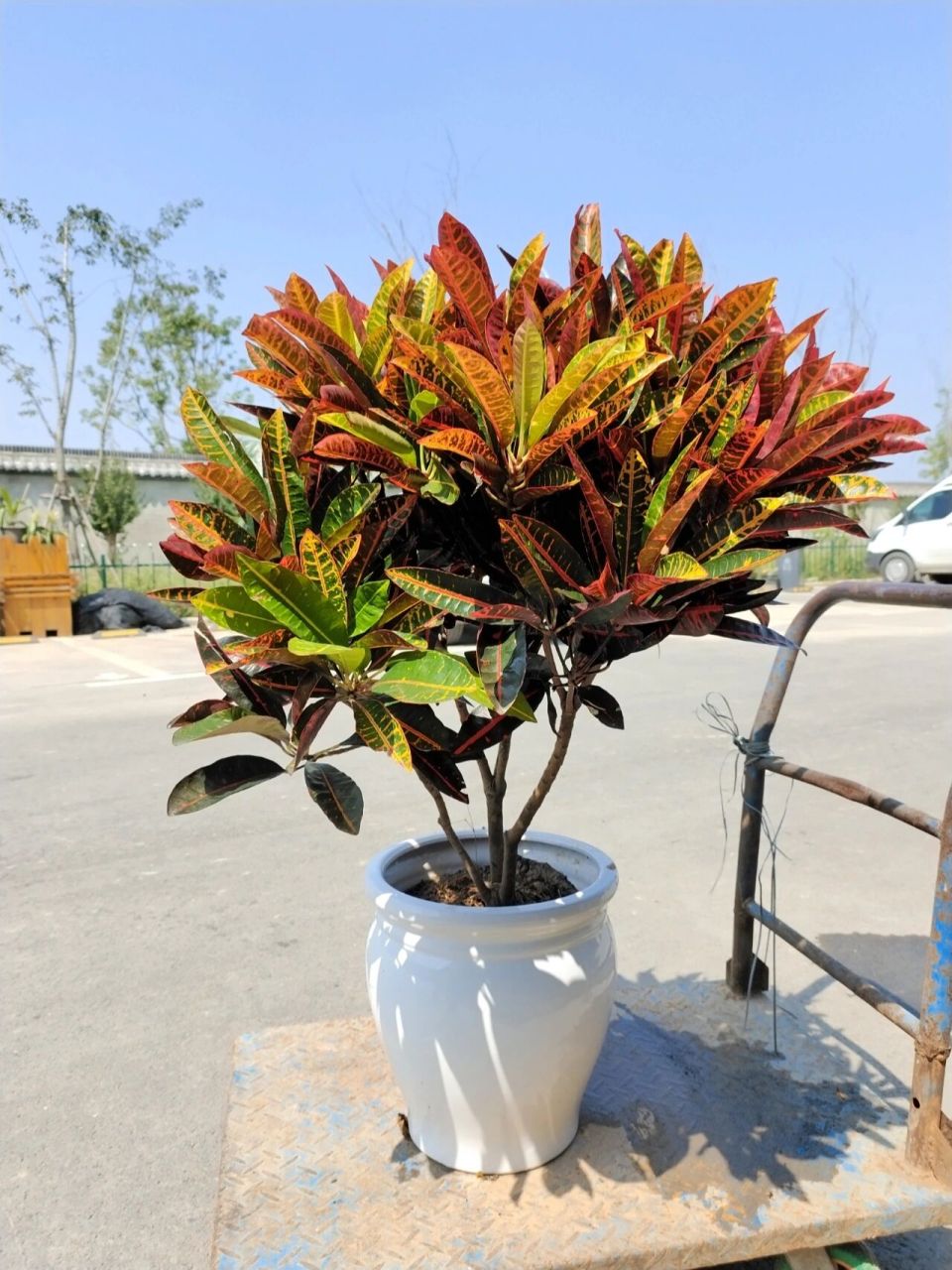 变叶木的养殖方法和注意事项 变叶木也叫洒金榕,因叶子颜色变化多样而