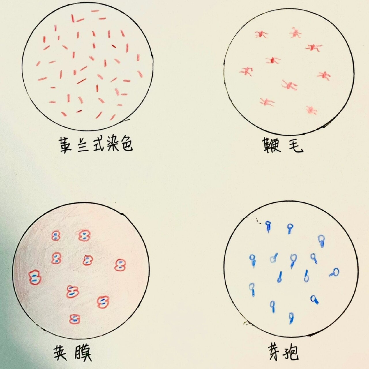 革兰氏染色红蓝铅笔绘图 图一是革兰阴性菌—变形杆菌的油镜绘图