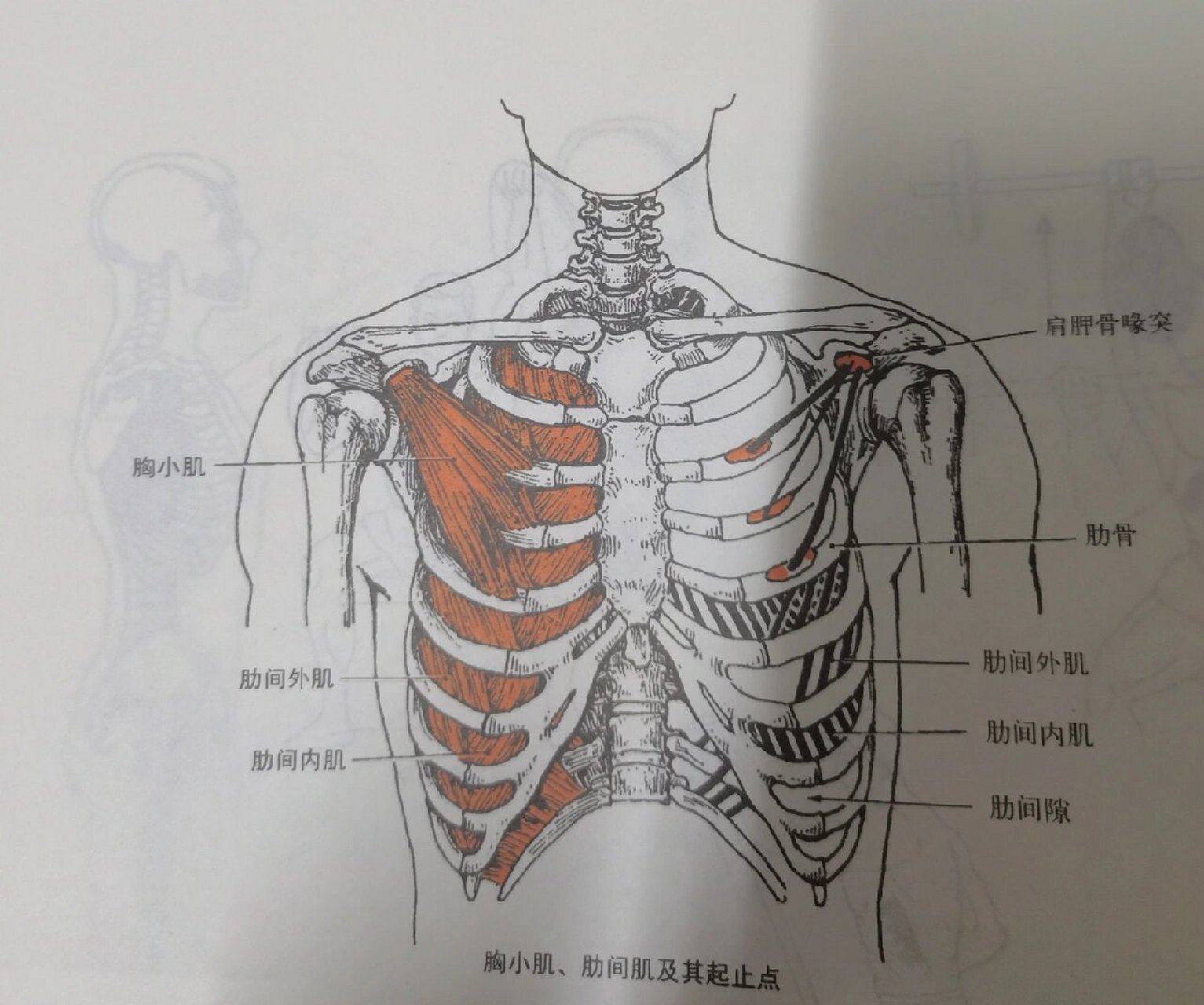 膈肌和肋间外肌图片