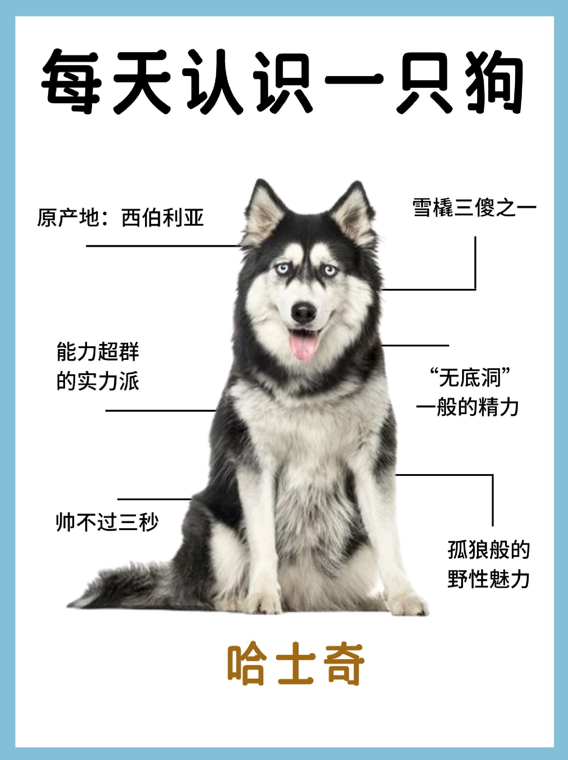 哈士奇为何被称二哈,这个典故很多都不知道