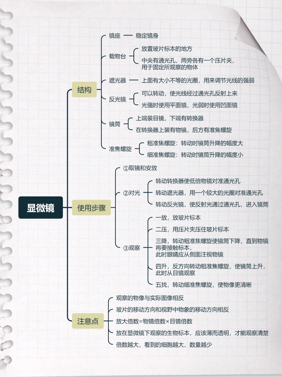 七年级上册生物考点大全思维导图 92步入初中后