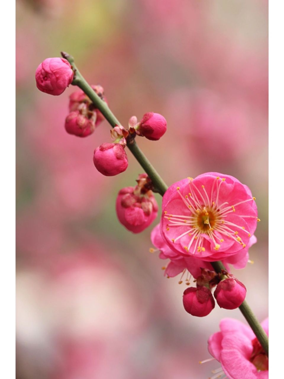 腊梅 梅花 (花卉绘画素材) 粗糙且沧桑的树干,像那饱经风霜,满脸褶皱