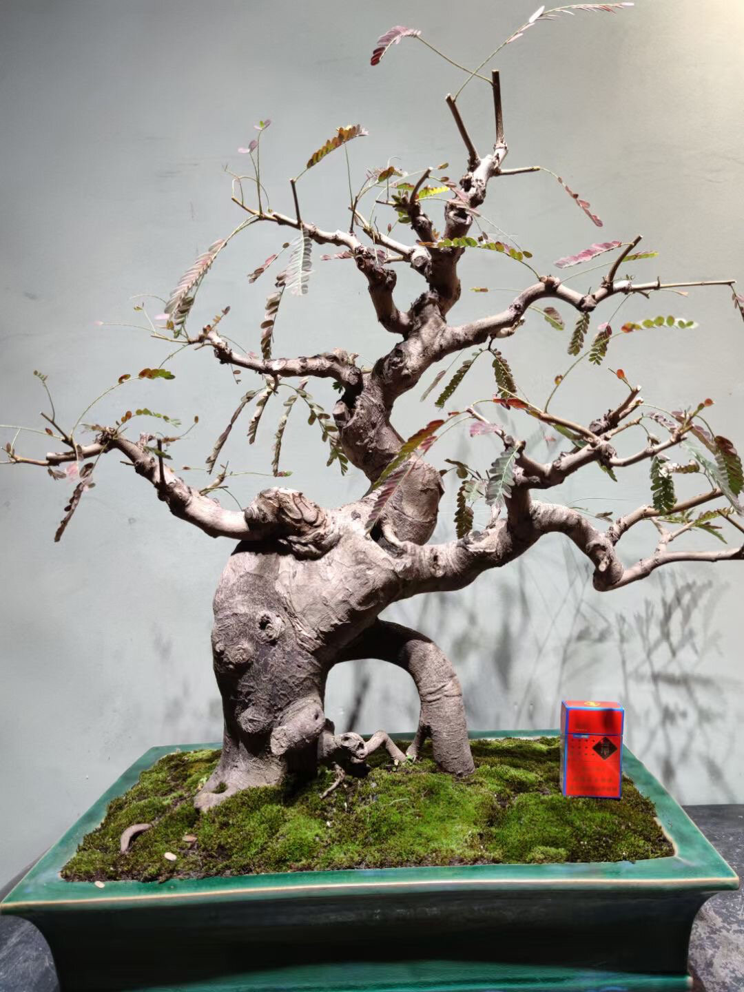 97油甘果也能做盆景 ?