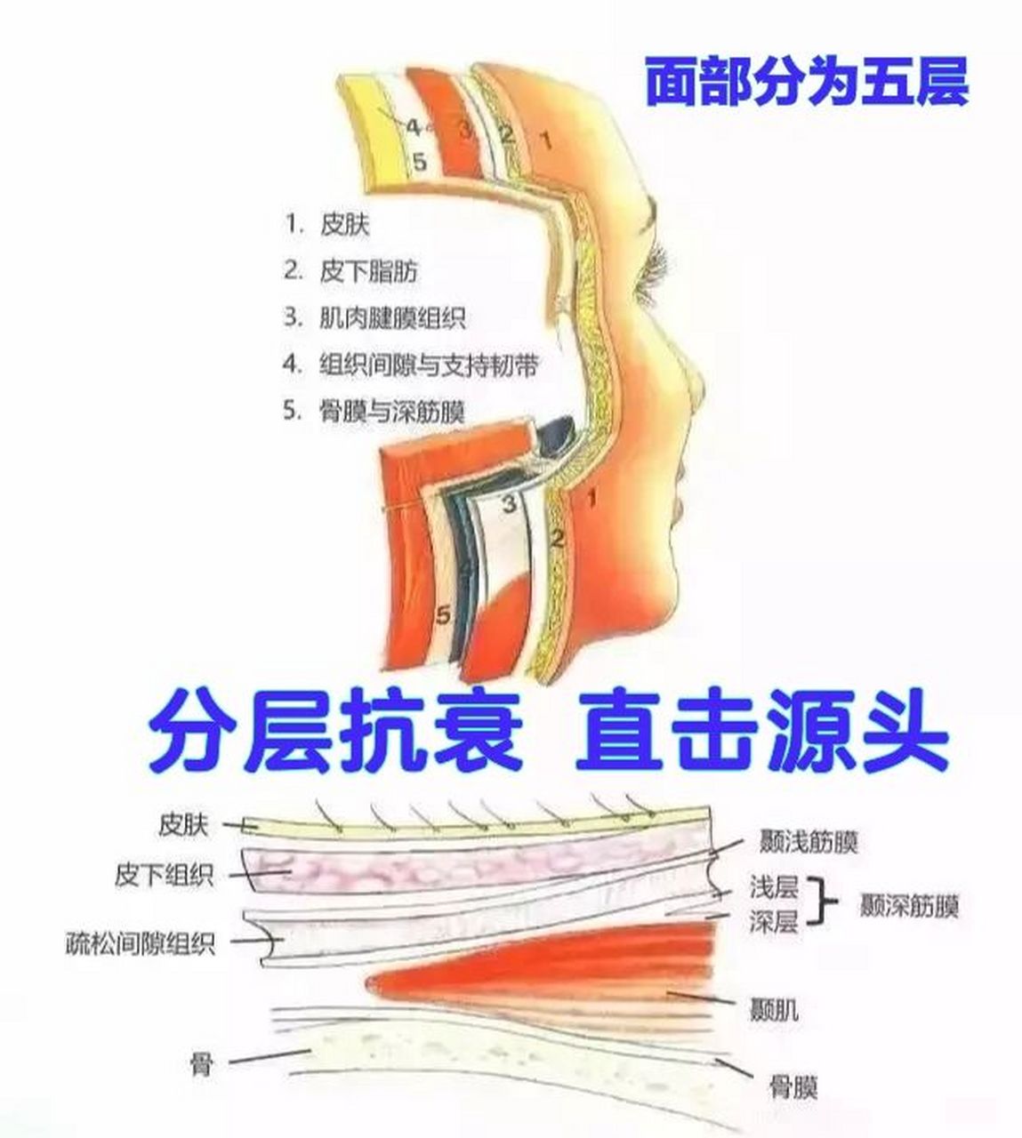 护肤呢不是表面功夫只有分层抗衰才是根本95 我们面部的组织包括5层