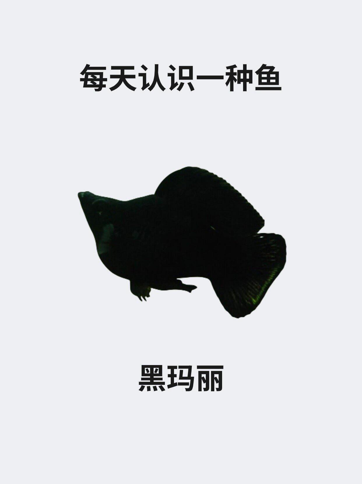 🐟每天认识一种鱼