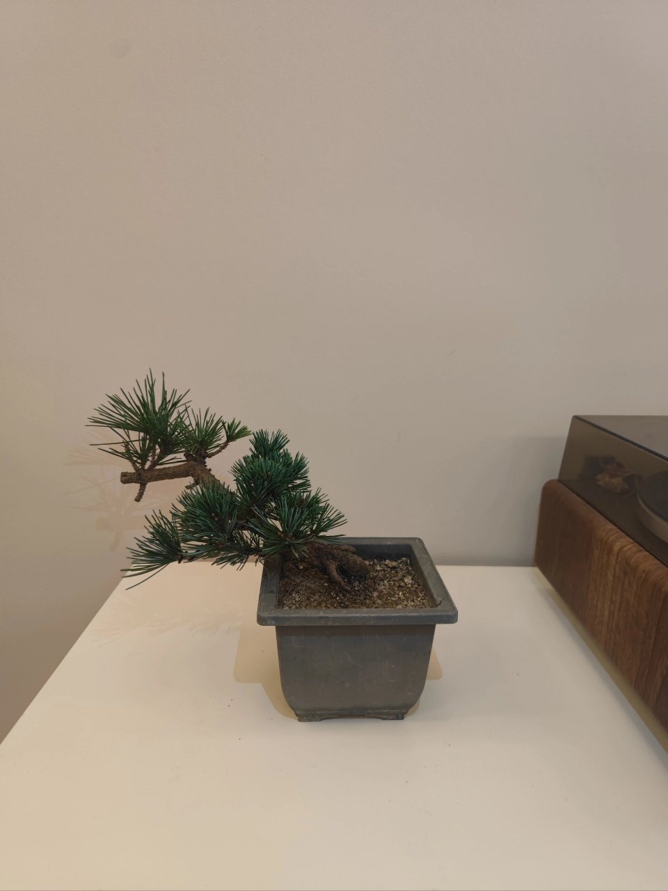 图示瑞光(杨梅)大阪松五针松参数