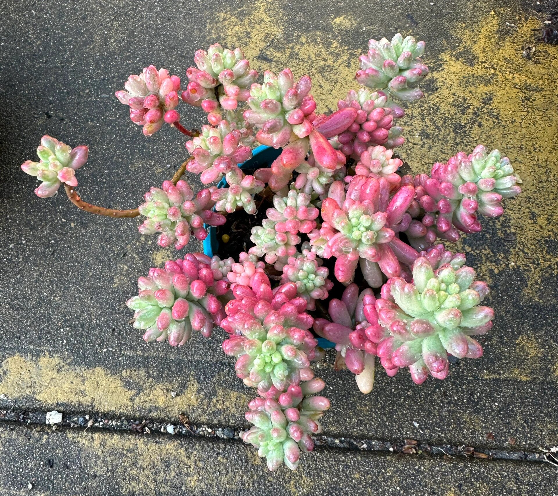 虹之玉锦,好看好养 大家早上好,今天给大家分享一款好养的多肉.