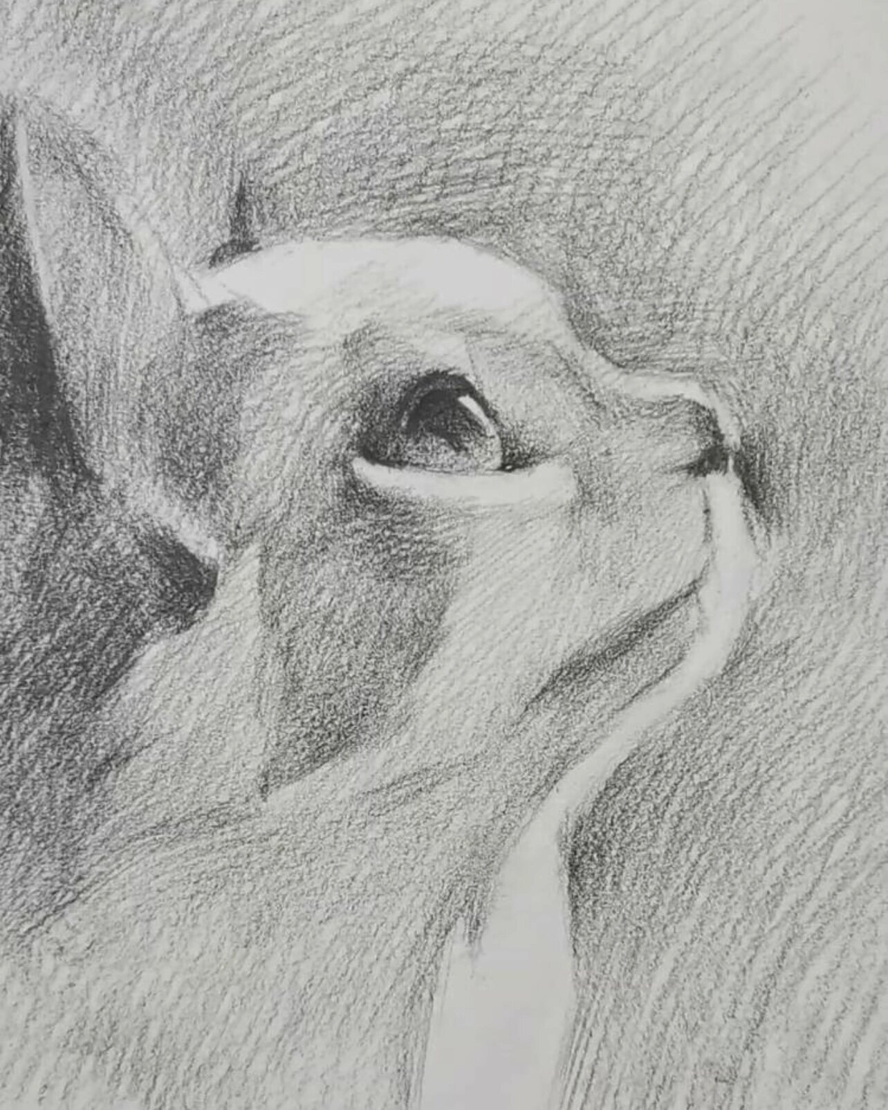 超级可爱的侧脸猫咪