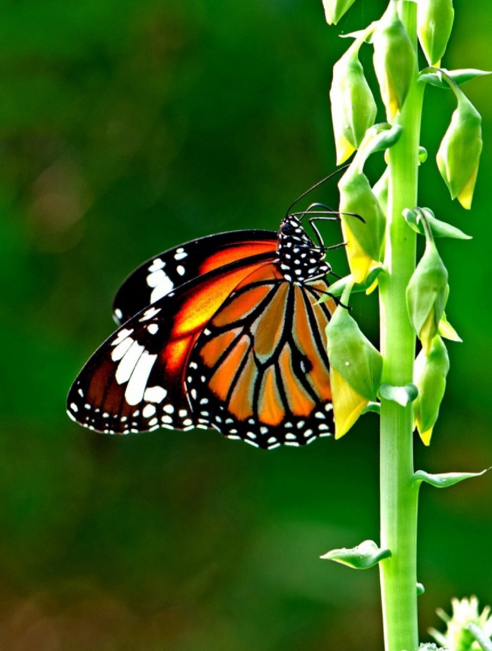 珍稀动物‖帝王蝶: 地球上唯一的迁徙性蝴蝶 —— 有着谜一样的生活