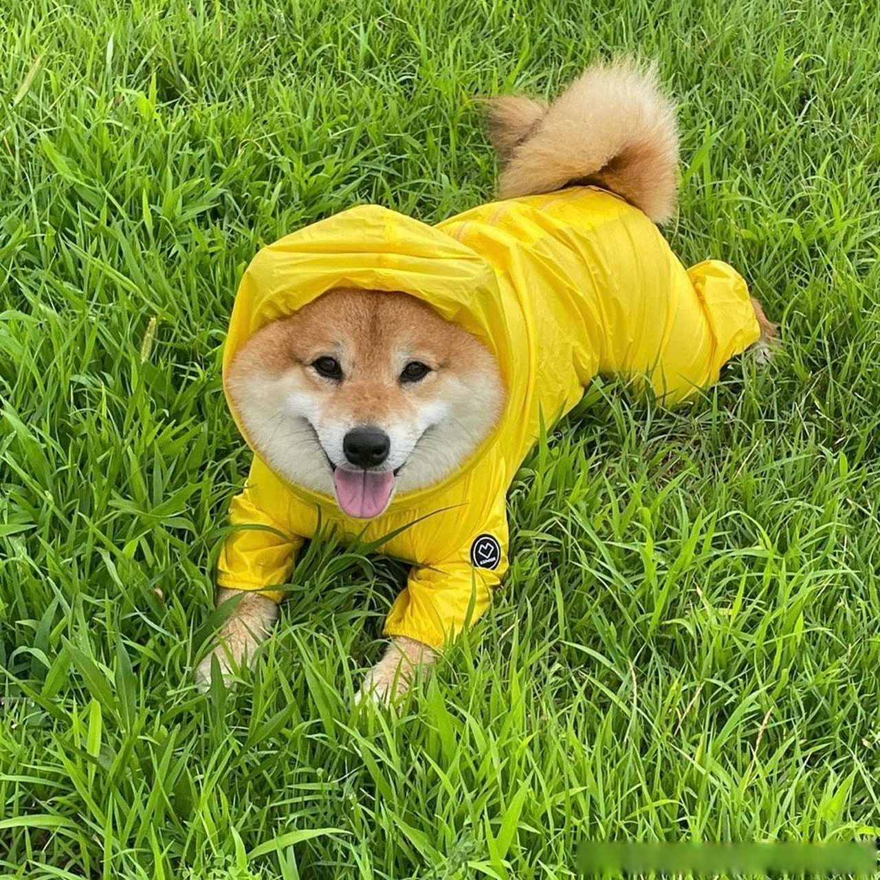 黄色系雨衣真的很适合小橘狗穿呀,主打的就是一个村里最靓的崽[大笑].