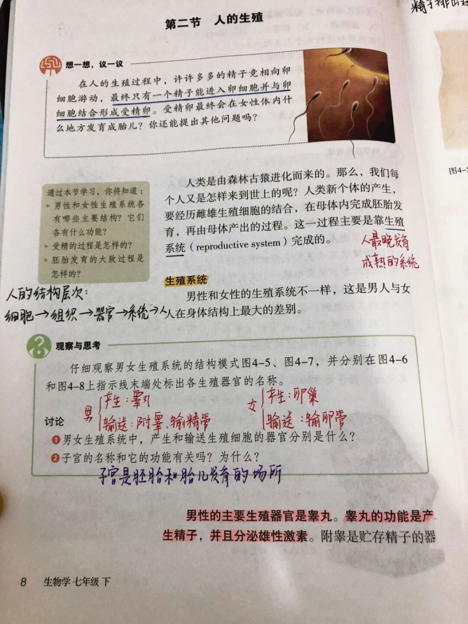 人教版初中生物 七下 人的生殖 #笔记# #初中生物# #备课# #手写笔记