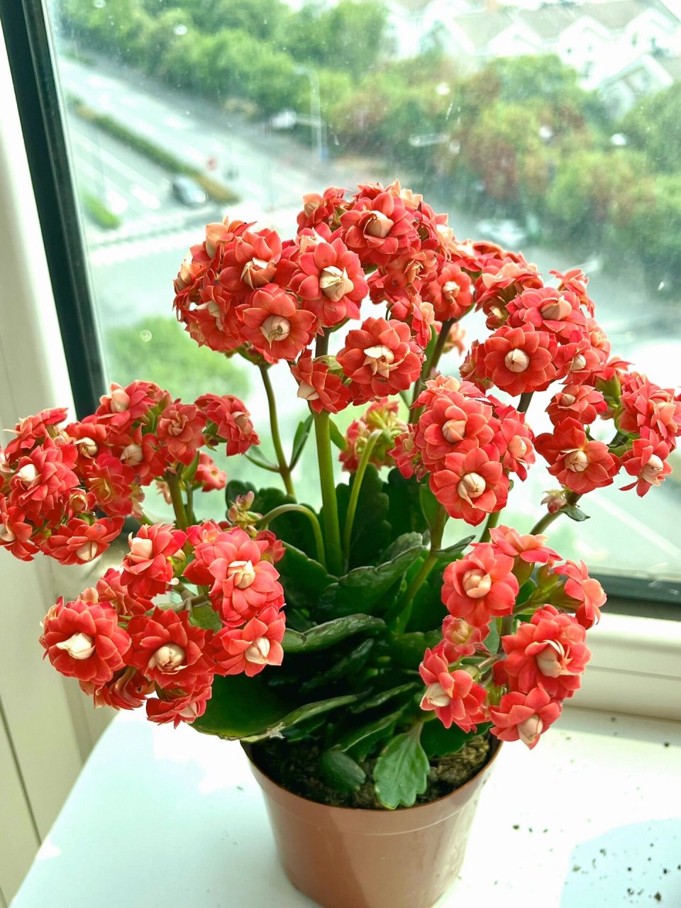 长寿花(114)红石榴 一款红色大花