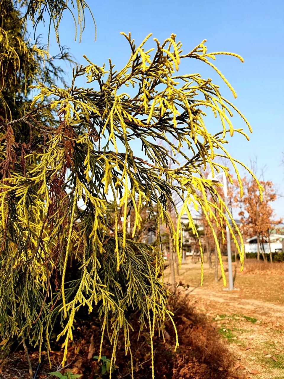 线柏 细长枝条垂下来,淡黄绿色好清新  神奇植物在哪里1
