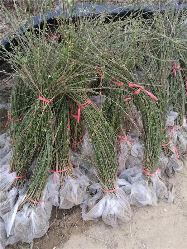 迎春花苗迎春花小苗图片迎春花相像的植物迎春种植图片迎春篱的种植的