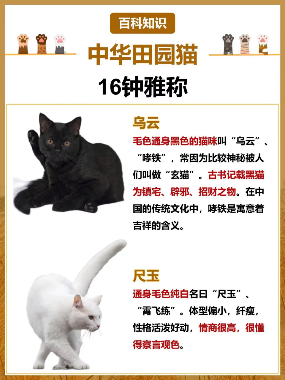 古人有多爱猫中华猫的雅称 中国古人通过猫的外表来