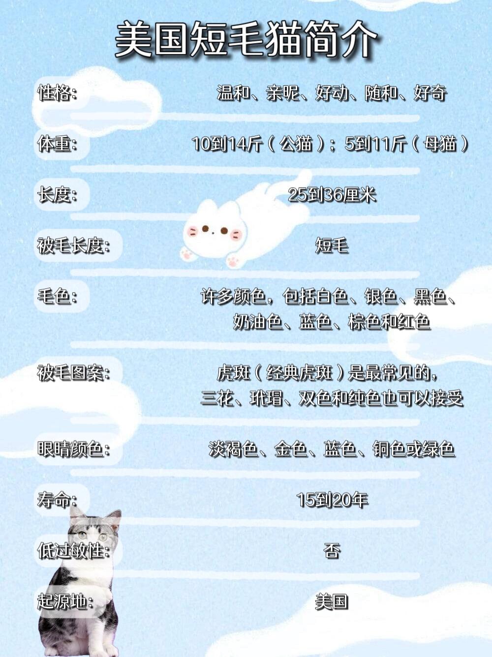 美短必知必会,一篇读懂美国短毛猫