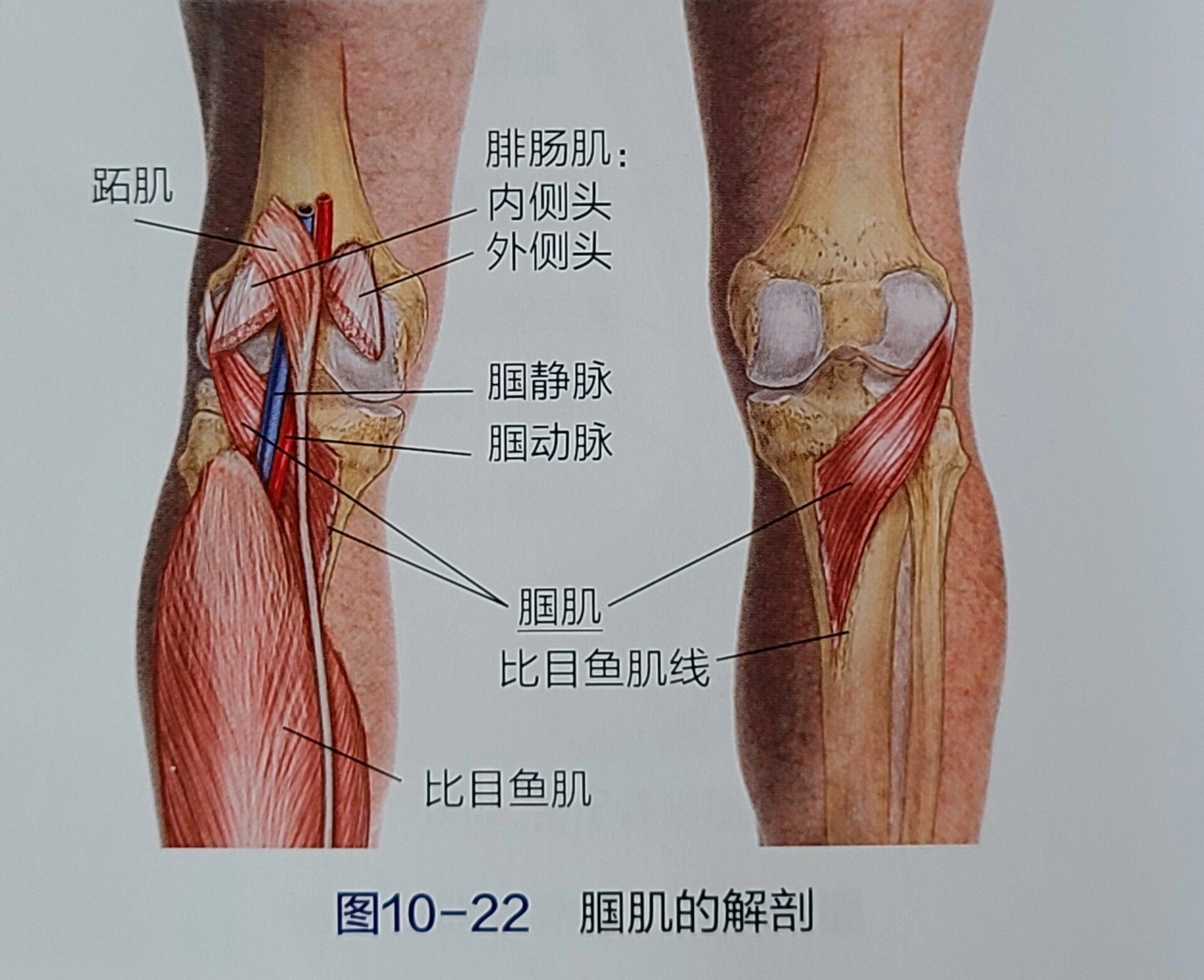 腘绳肌的位置图片