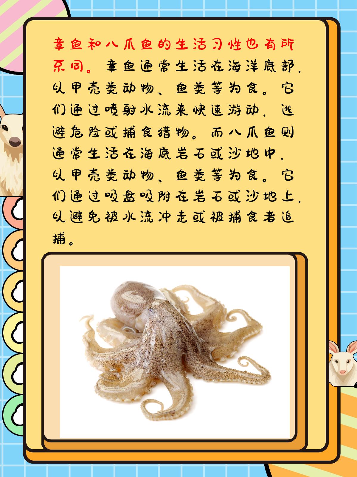 章鱼和八爪鱼的区别 我认为,章鱼和八爪鱼虽然都属于头足类动物,但在