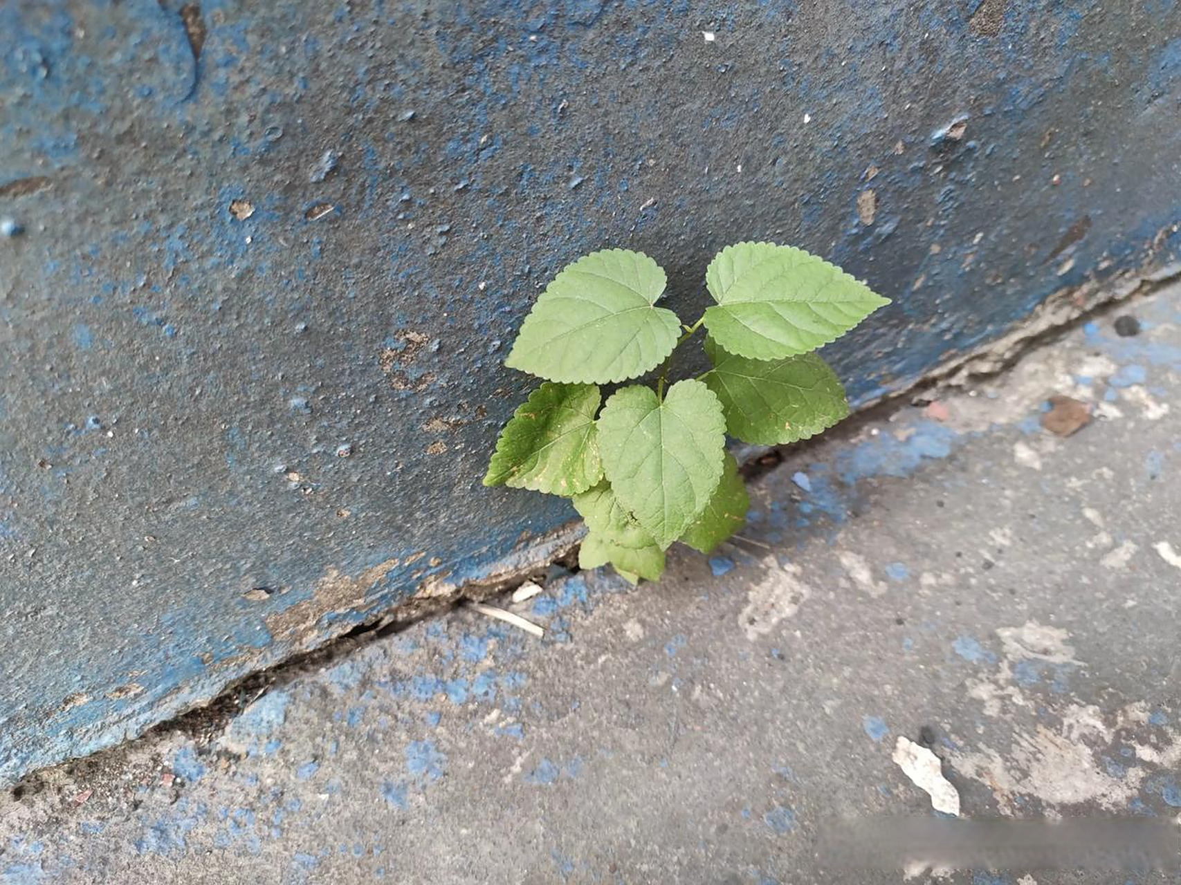 墙边长出一颗小草,虽然不起眼,但是它却用顽强的毅力冲破水泥缝隙,被