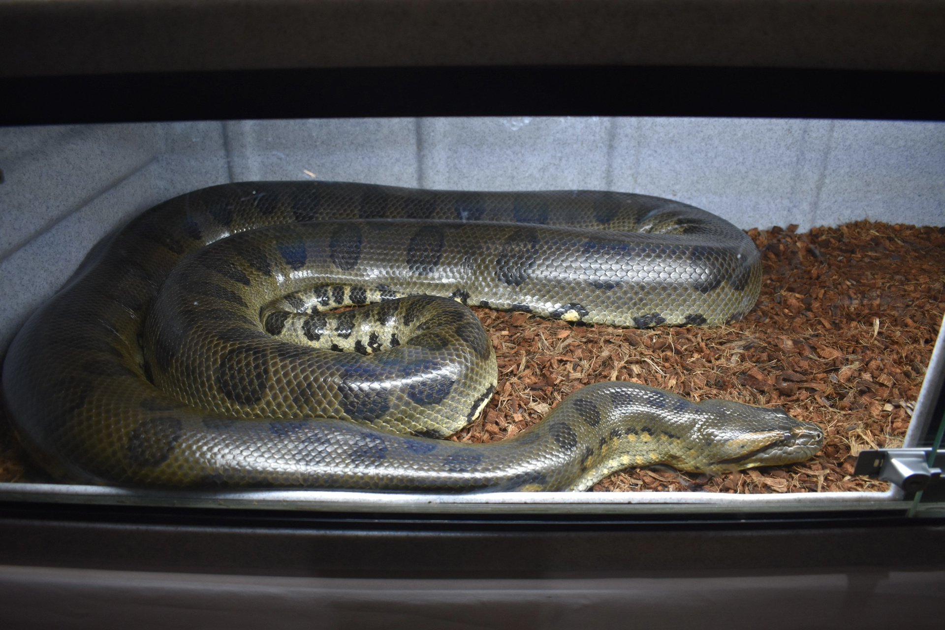 森蚺 森蚺,世界上最大的蛇,也是绝对顶级的杀手.