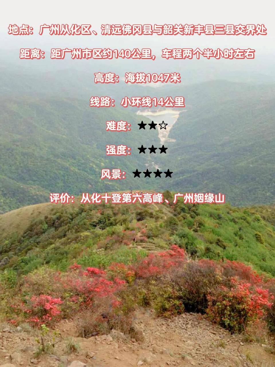 通天蜡烛 丨 缘起山花烂漫时 通天蜡烛位于广州从化石明村,每年三月到