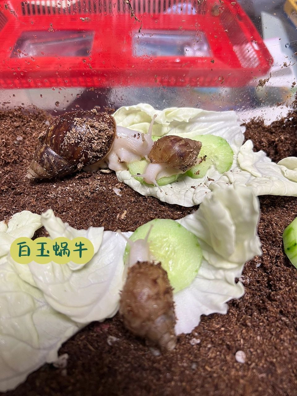 11天白玉蜗牛蛋9604孵化99记 想不到第一次当铲屎官是9693.