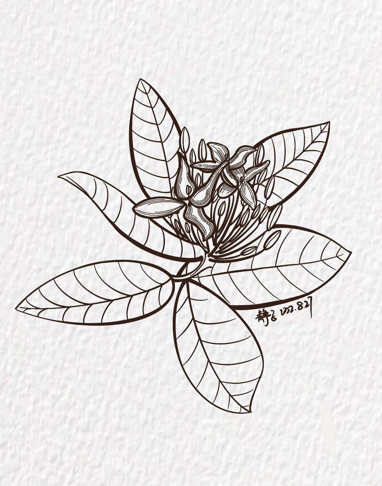 线稿|花卉|龙船花|原创|05