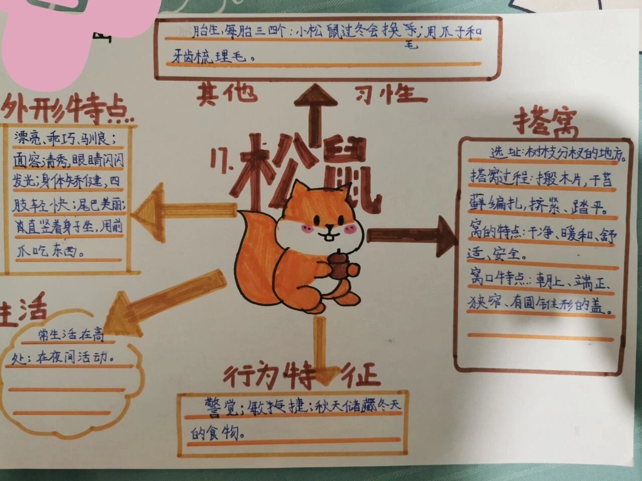 五上 松鼠 思维导图