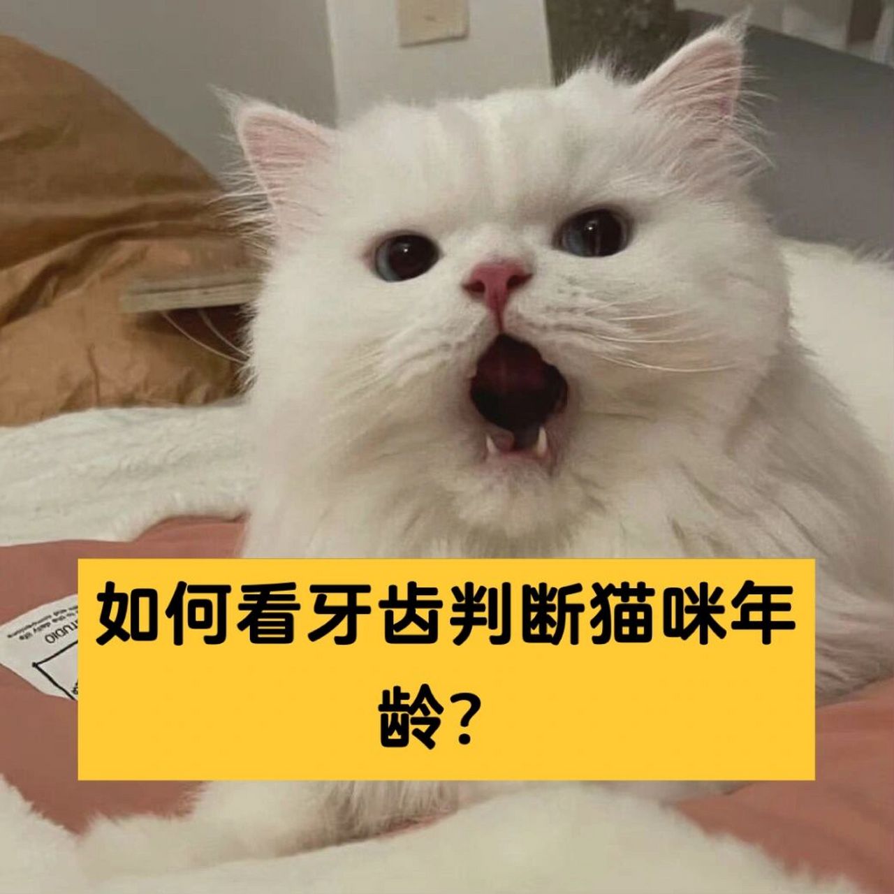 判断猫咪年龄技巧—牙齿～～ 更详细在上图!