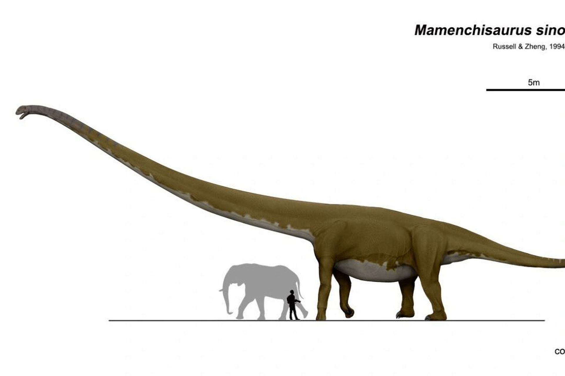 恐龙图鉴 物种:中加马门溪龙 年代 :中侏罗纪 体型:35m 75吨 发现地