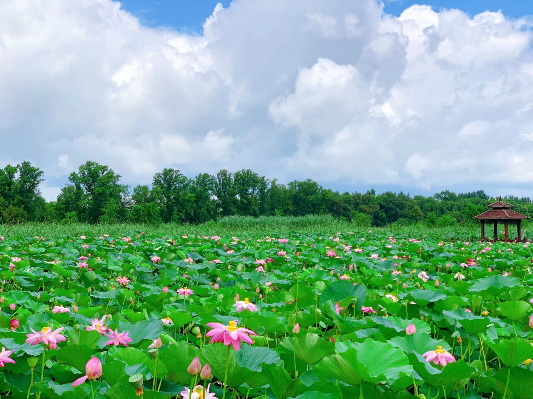 辽宁铁岭莲花湖国家湿地公园位于辽宁省铁岭新城区北郊,从沈阳砍档